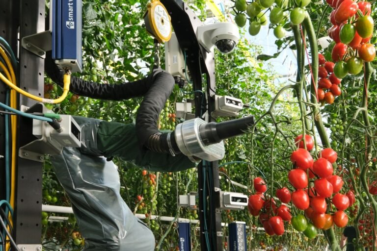 FourGrowers_RowHarvest2